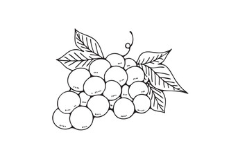 シンプルなブドウの線画イラスト