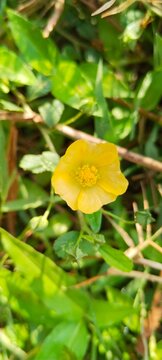 wild yellow flower blooming in green grass
