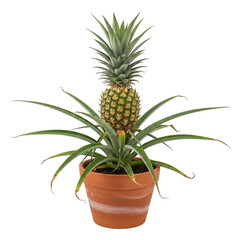 Fototapeta premium Pineapple plant growing in a terracotta pot isolated on transparent background