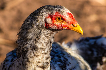 Detailed close-up of a speckled gray and white hen, showing its red comb and golden beak. Ideal for illustrating publications on farm animals, biology and ecology. Cage-free chickens in Brazil