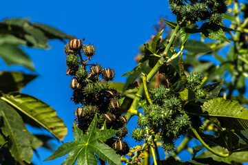 Castor beans plant on field in Brazi ricinus communis seeds and flowers with selective focus