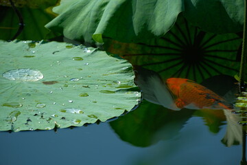 lotus and koi fish in the pond