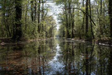 Peaceful flooded forest path reflects clear sky on water surface