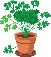 Fresh parsley plant growing in a terracotta pot, perfect for kitchen garden, culinary herb decoration, organic farming, healthy cooking ingredient, natural greenery for home and restaurant use