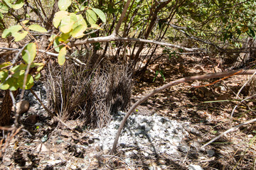 A Bower-bird structure, Kimberley, Western Australia.  Created by male bower-birds to attract a mate.