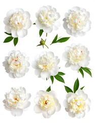 Fototapeta premium White Peonies Overhead Arrangement, Studio Shot