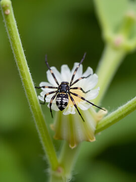 Ringelspinner (Malacosoma neustria)