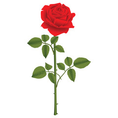 Realistic Natural Rose Vector Illustration