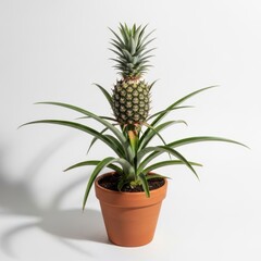 A small pineapple plant growing in a terracotta pot isolated on white background