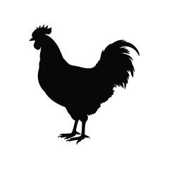 Silhouette of a stately rooster standing proudly in stark black and white, chicken silhouette vector illustration