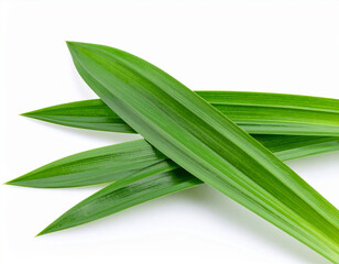 Obraz premium fresh green pandan leaves