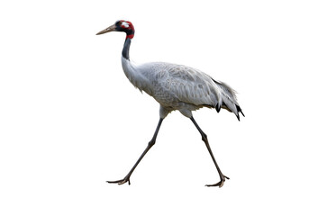 Obraz premium Elegant crane with long legs gracefully walking on a white background, showcasing its unique features and beauty in a simple composition.