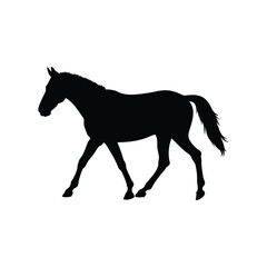 Elegant black horse silhouette walking gracefully on a white plain background, horse walking in pasture black silhouette vector illustration