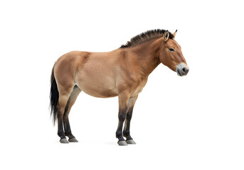 Naklejka premium Isolated Przewalski's Horse, standing calmly against a stark white backdrop, a beautiful representation of an ancient and resilient animal species.