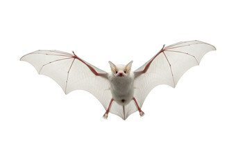 Striking studio shot of a rare Honduran white bat in mid-flight against a bright white background, showcasing its delicate wings and unique appearance.