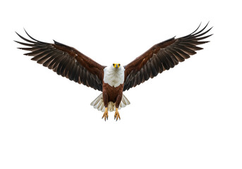 Obraz premium Majestic african fish eagle soaring against a pristine white backdrop showcasing its impressive wingspan and striking plumage in flight.