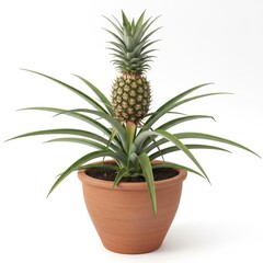 Fototapeta premium Potted pineapple plant with fruit isolated on white background