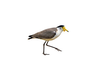 Obraz premium Isolated wading bird with distinctive black cap, yellow facial wattles, and grey and white plumage gracefully stepping across a clean white background.
