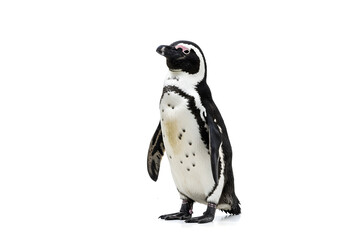Naklejka premium Isolated portrait of an african penguin standing with grace on a stark white background, showcasing its distinctive black and white plumage, looking away.