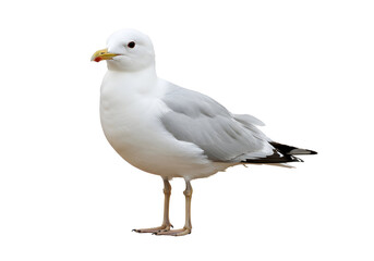 Obraz premium Portrait of an elegant white seagull standing gracefully against a plain white backdrop, exhibiting the bird's natural beauty and poised presence.