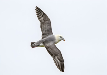 Fototapeta premium Northern Fulmar soars gracefully in the vast sky, showcasing its elegant flight and unique plumage on a serene backdrop of open space and freedom.