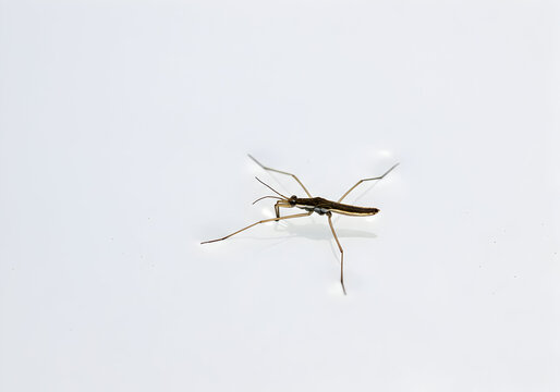 Captivating close-up of a water strider gracefully gliding across a pristine, white surface, showcasing its delicate features and unique adaptation to aquatic life.
