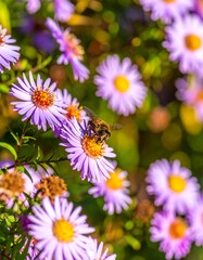 Bee pollinating purple flowers outdoors