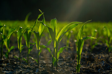 Corn growing in fertile soil. Young corn plants sprouting in field. Rural farmland with corn crops. Cultivated in spring. Seeds planted in rich ground. Agricultural growth in meadow. Farming corn.