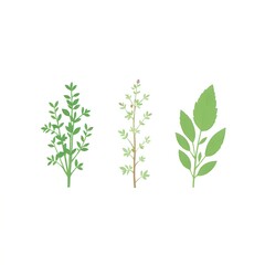 Fototapeta premium Flat Culinary Herb Icons in Green Tones – Thyme, Oregano, Sage 