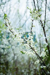 Beautiful blooming cherry tree in the garden. Selective focus.