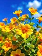 Fototapeta premium Sunny yellow and orange Bacopa monnieri blossoms against a vibrant blue sky in a herbal garden