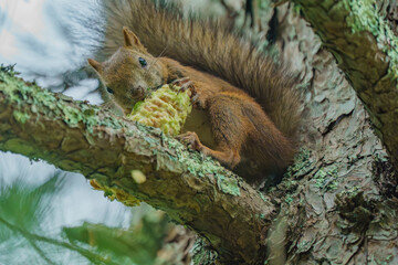 北海道の野生動物