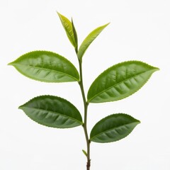Green tea plant branch with fresh leaves isolated on white background
