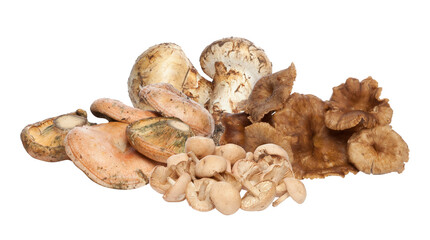 variety of fresh mushrooms arranged against a black backdrop