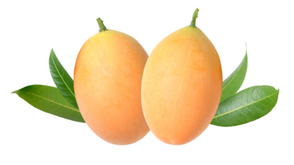 ripe marian plums with green leaves on a transparent background