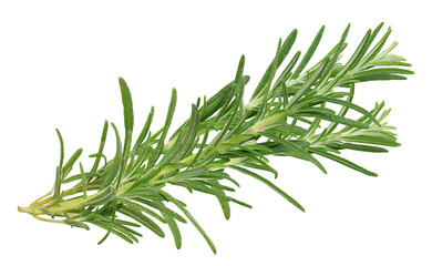 Fototapeta premium fragrant rosemary sprig for culinary and aromatic uses