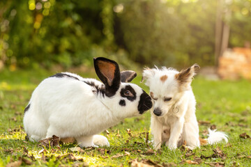 Playful young dog and giant rabbit together in the garden