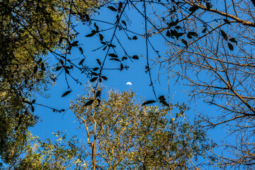 Crescent moon in the daytime sky framed by tree canopies of the Atlantic Forest in São Paulo, Brazil, showing the connection between natural cycles and everyday astronomical observation.