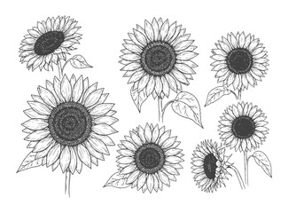 Stunning sunflower silhouette featuring vintage botanical art elegance for summer designs
