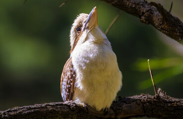 Kookaburra