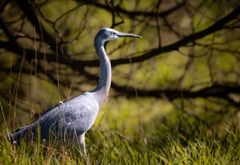 Naklejka premium White Faced Heron