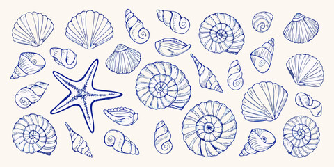 Assortment Of Blue Hand Drawn Seashells And Starfish On Light Background conch spiral shell