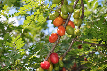 The ciriguela, Spondias purpurea; also called ceriguela, siriguela or seriguela, is a tree in the anacardiaceae family. These same names also refer to its fruit, rich in C vitamin. Brasília, 2023