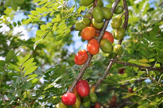 The ciriguela, Spondias purpurea; also called ceriguela, siriguela or seriguela, is a tree in the anacardiaceae family. These same names also refer to its fruit, rich in C vitamin. Bras&iacute;lia, 2023
