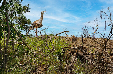 The red-legged, Cariama cristata, seriema or the crested cariama, crested seriema, in its natural habitat. This bird is a mostly predatory terrestrial in the Cariamidae family. Abadiânia, BR, 2019