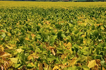 Soybean crop in final stage of ripening near the Pirapitinga Stream. Luziania, Goias, Brazil, February 2019
