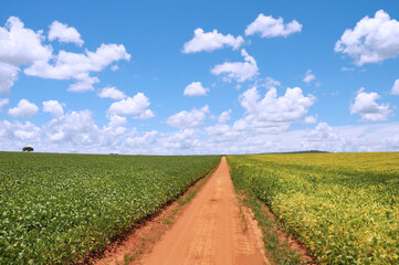 Typical landscape of remnant cerrado (savanna) with mechanized soybean farming. Abadiânia, GO, Brazil, 2019