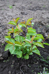 A young, healthy cherry tree sapling grows in freshly tilled, fertile soil. The bright green leaves indicate active growth and vitality. 