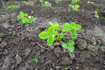 Young strawberry plants with flowers growing in the soil. This macro shot showcases freshness, growth, and the beginning of a new harvest. The image is perfect for themes of gardening, spring, nature,