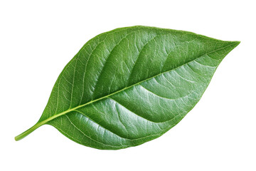 Obraz premium Detailed close-up of vibrant green leaf veins on transparent background, perfect for design elements, nature illustrations, and botanical projects isolated on transparent background